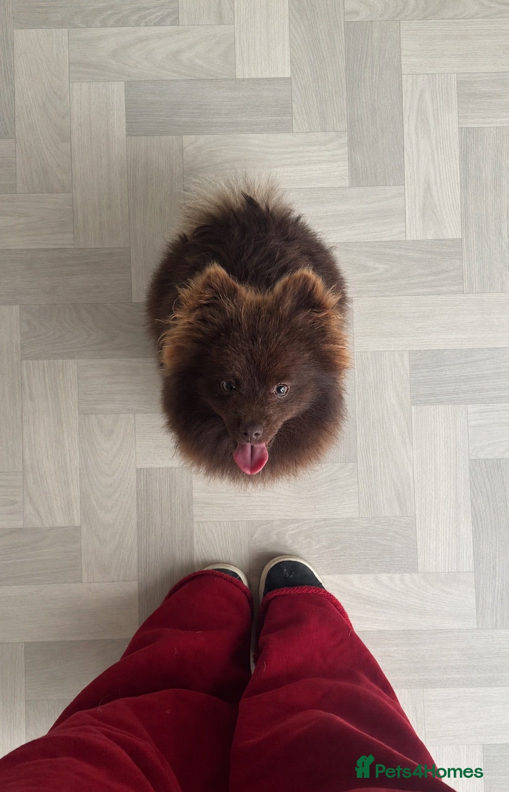 Pomeranian dogs Brown Pomeranian  - Advert 5