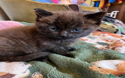 Ragdoll cats for sale: Beautiful Ragdoll cross kittens.  - Image 13