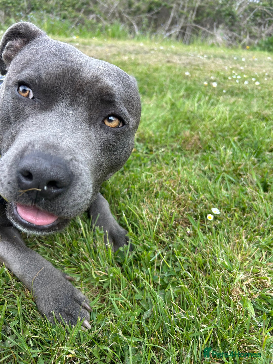 Staffordshire Bull Terrier dogs for stud: STUD pure bred blue Staffordshire bull terrier  - Image 3