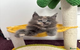 Maine Coon cats for sale: ✨7 Pure Bred Maine Coon Kittens✨ - Image 10
