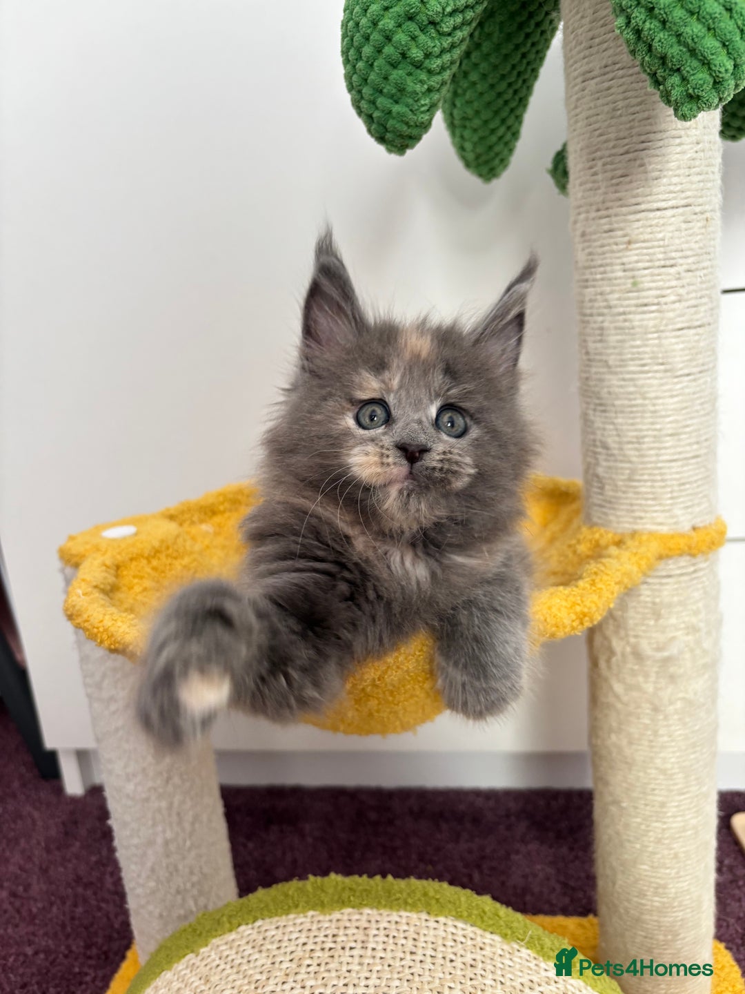 Maine Coon cats for sale: ✨7 Pure Bred Maine Coon Kittens✨ - Image 10