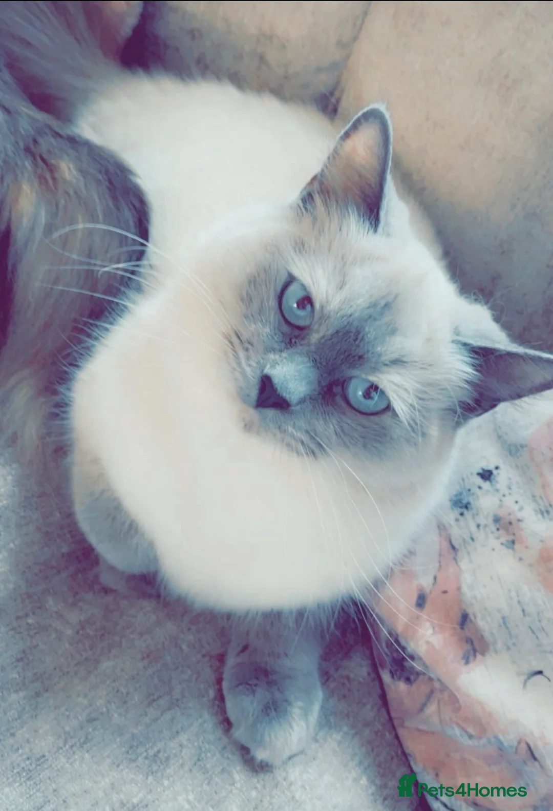 Ragdoll cats for sale: Beautiful ragdoll babies  - Advert 3