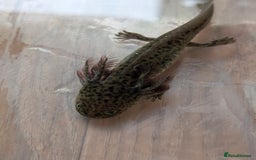 Axolotl reptiles for sale: REDUCED ONLY  5 LEFT baby Axolotls wild lavender  - Image 31