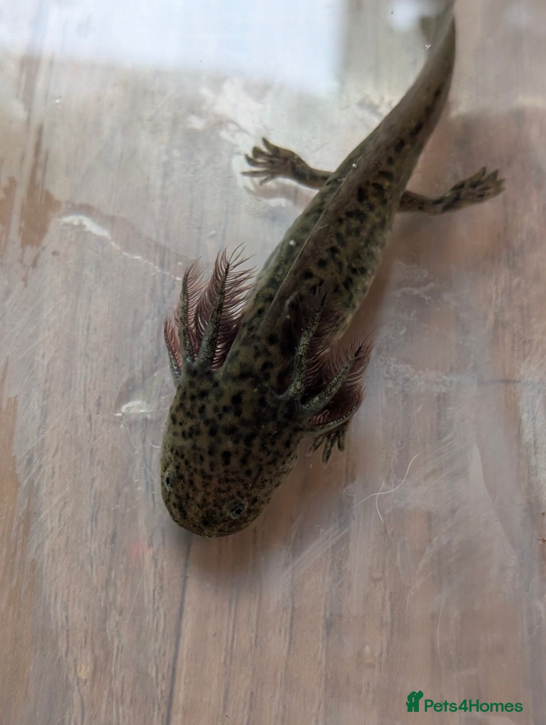 Axolotl reptiles for sale: REDUCED ONLY  5 LEFT baby Axolotls wild lavender  - Image 31