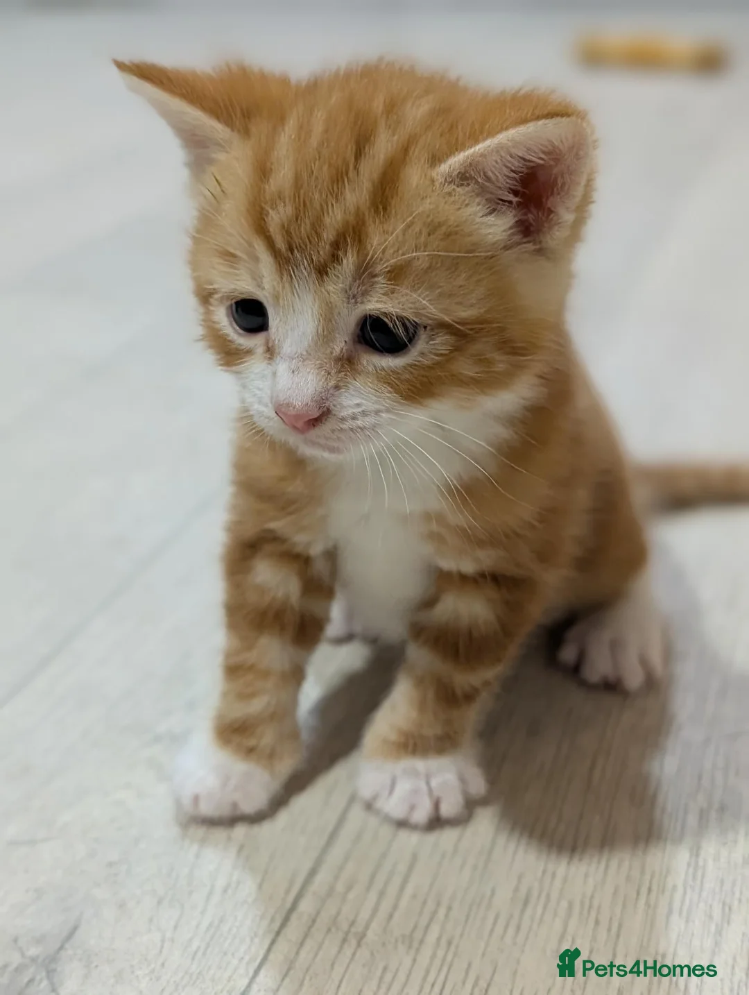 American Shorthair cats for sale: Beautiful American Shorthair Cross Kittens  - Advert 1