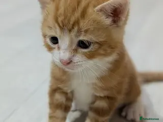 American Shorthair cats Beautiful American Shorthair Cross Kittens - Advert 1