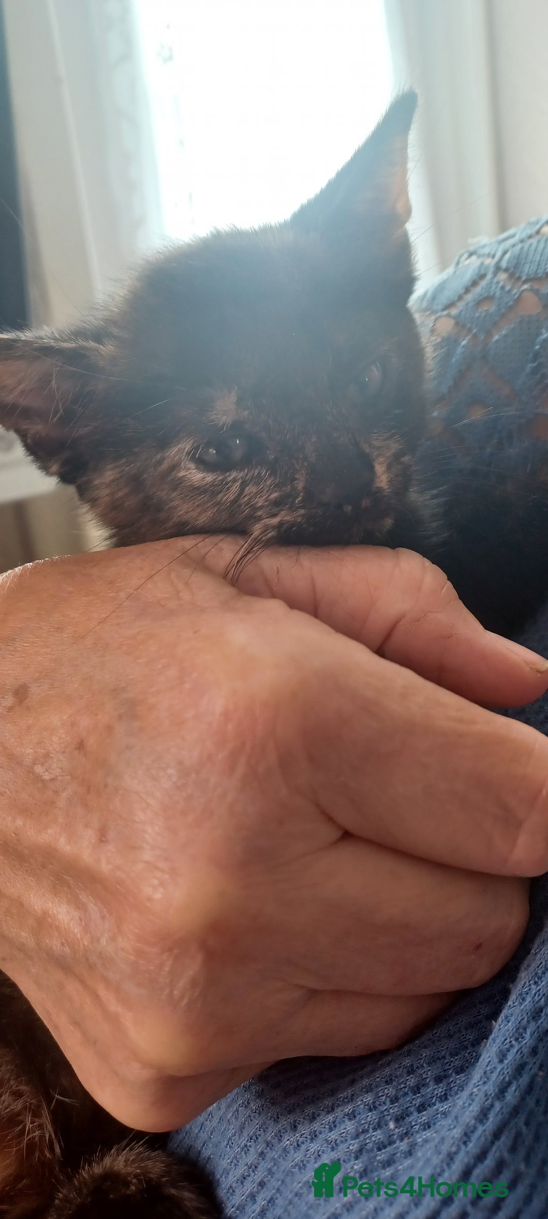 British Longhair cats for sale: 3 baby kittens house trained needing a new home - Image 8
