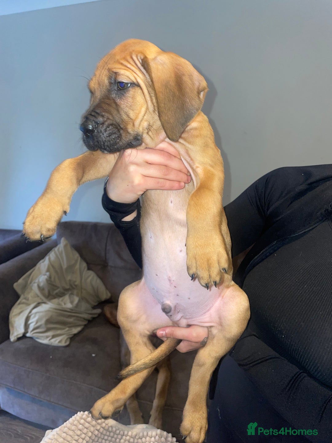 Cane Corso dogs for sale: 9 week old cane corso puppies for sale - Image 3