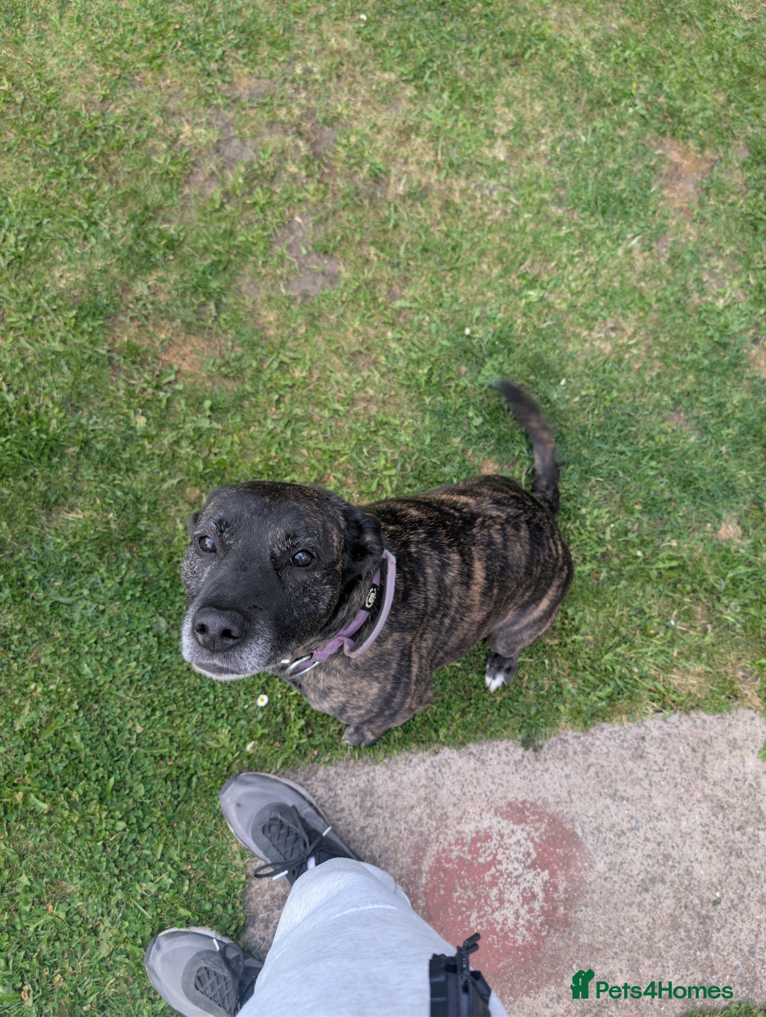 Mixed Breed dogs Hi I'm zena - Advert 8