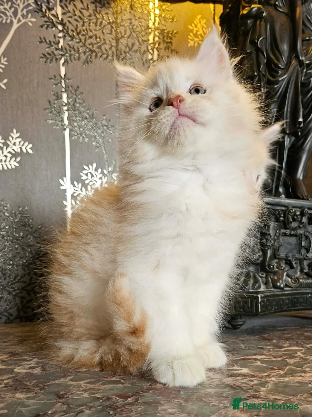 Maine Coon cats for sale: XXL Exceptional Pedigree Kittens Russian line - Advert 1