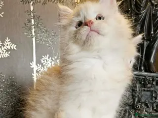 Maine Coon cats XXL Exceptional Pedigree Kittens Russian line - Advert 2