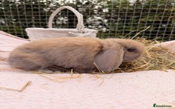 Mini Lop rabbits for sale: Pure mini lops, otters, grey, blue - Image 27