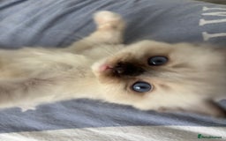 Ragdoll cats for sale: Seal Point Ragdoll looking for forever home - Image 4