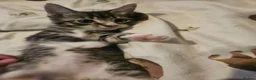 Mixed Breed cats for sale: 3 gorgeous kittens  - Advert 3