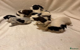 Mixed Breed dogs for sale: Cocker spaniel x jack Russell  - Image 4