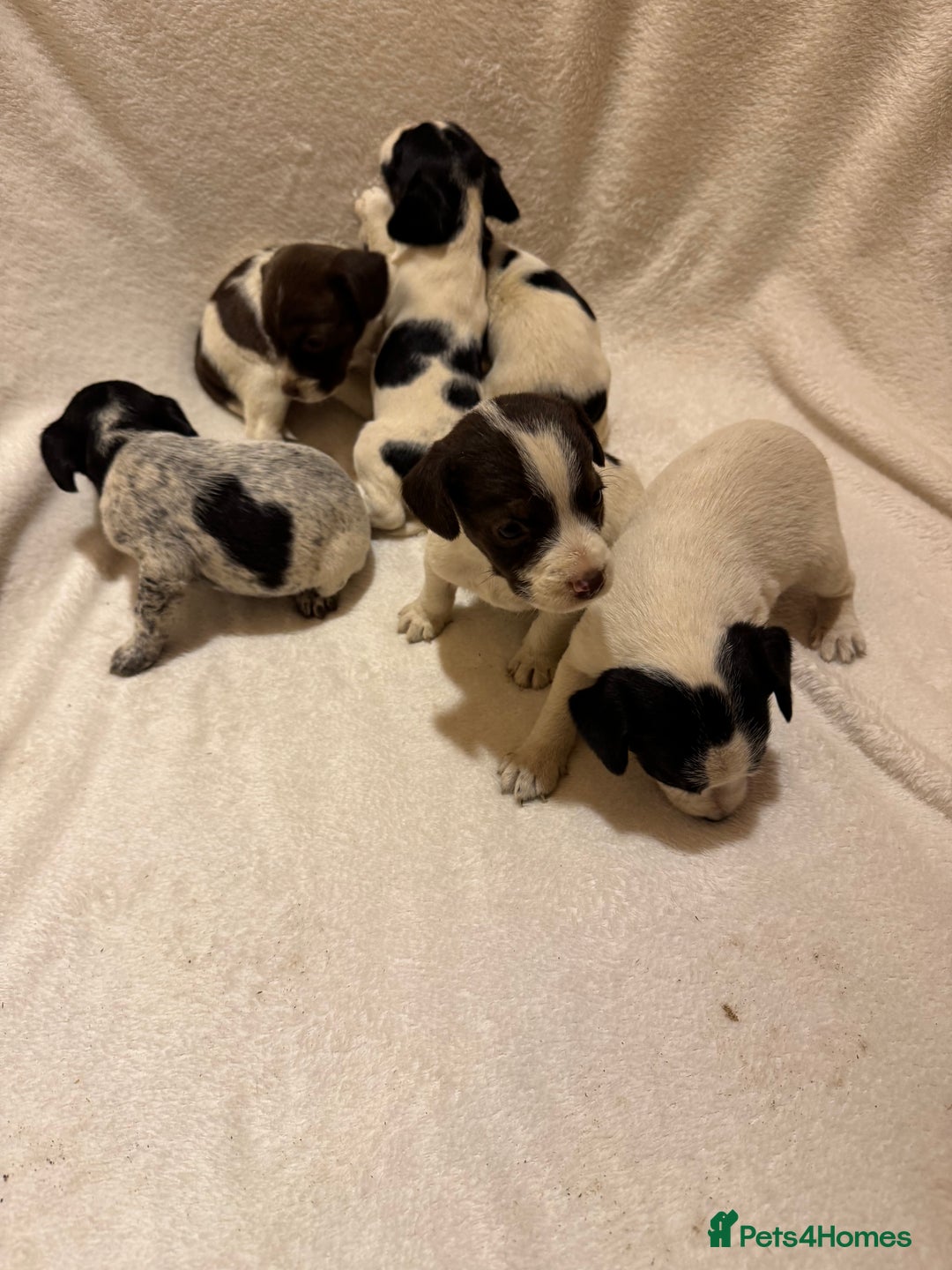 Mixed Breed dogs for sale: Cocker spaniel x jack Russell  - Image 4