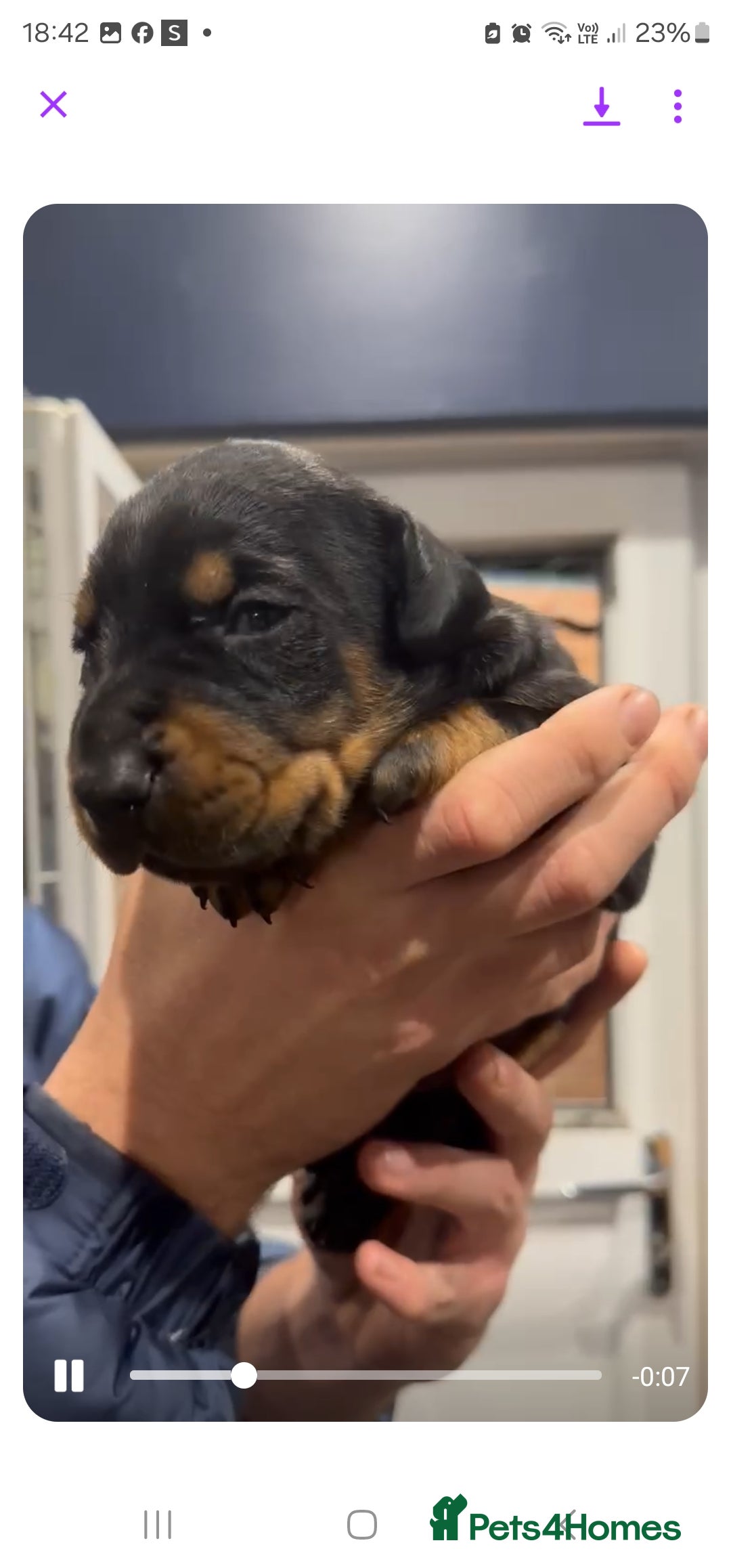 Dobermann dogs for sale: Top quality Dobermann puppies - Image 8