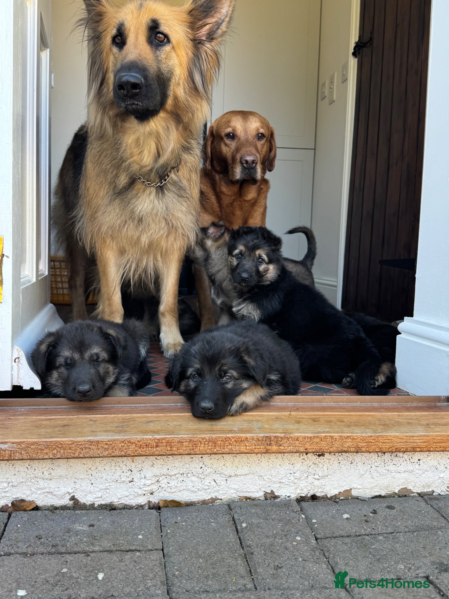 German Shepherd dogs Straight Back German Shepard’s - Advert 4