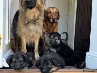 German Shepherd dogs Straight Back German Shepard’s - Advert 15