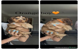 Cocker Spaniel dogs for sale: 7 beautiful chocolate sable cocker spaniels - Image 31