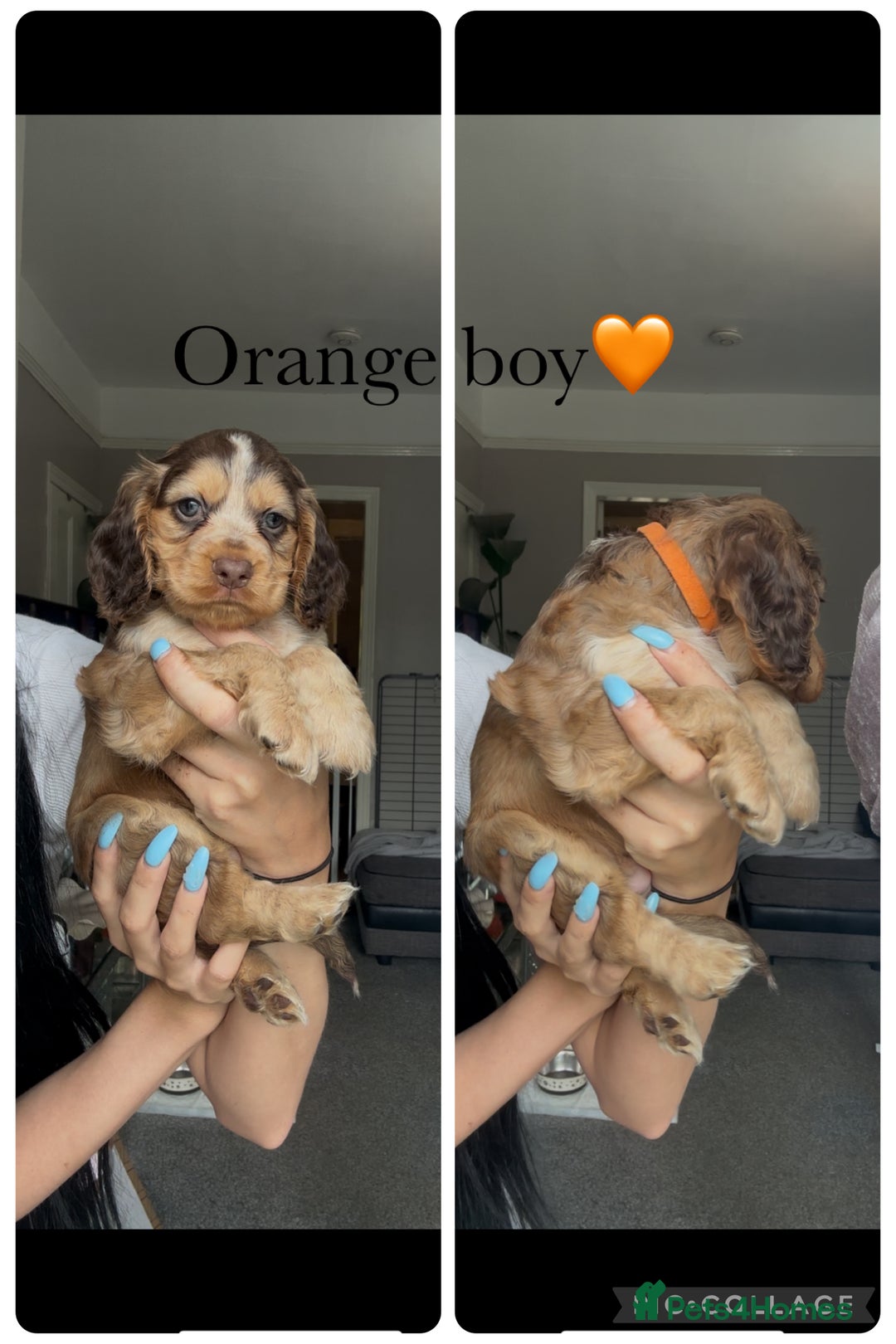 Cocker Spaniel dogs for sale: 7 beautiful chocolate sable cocker spaniels - Image 31