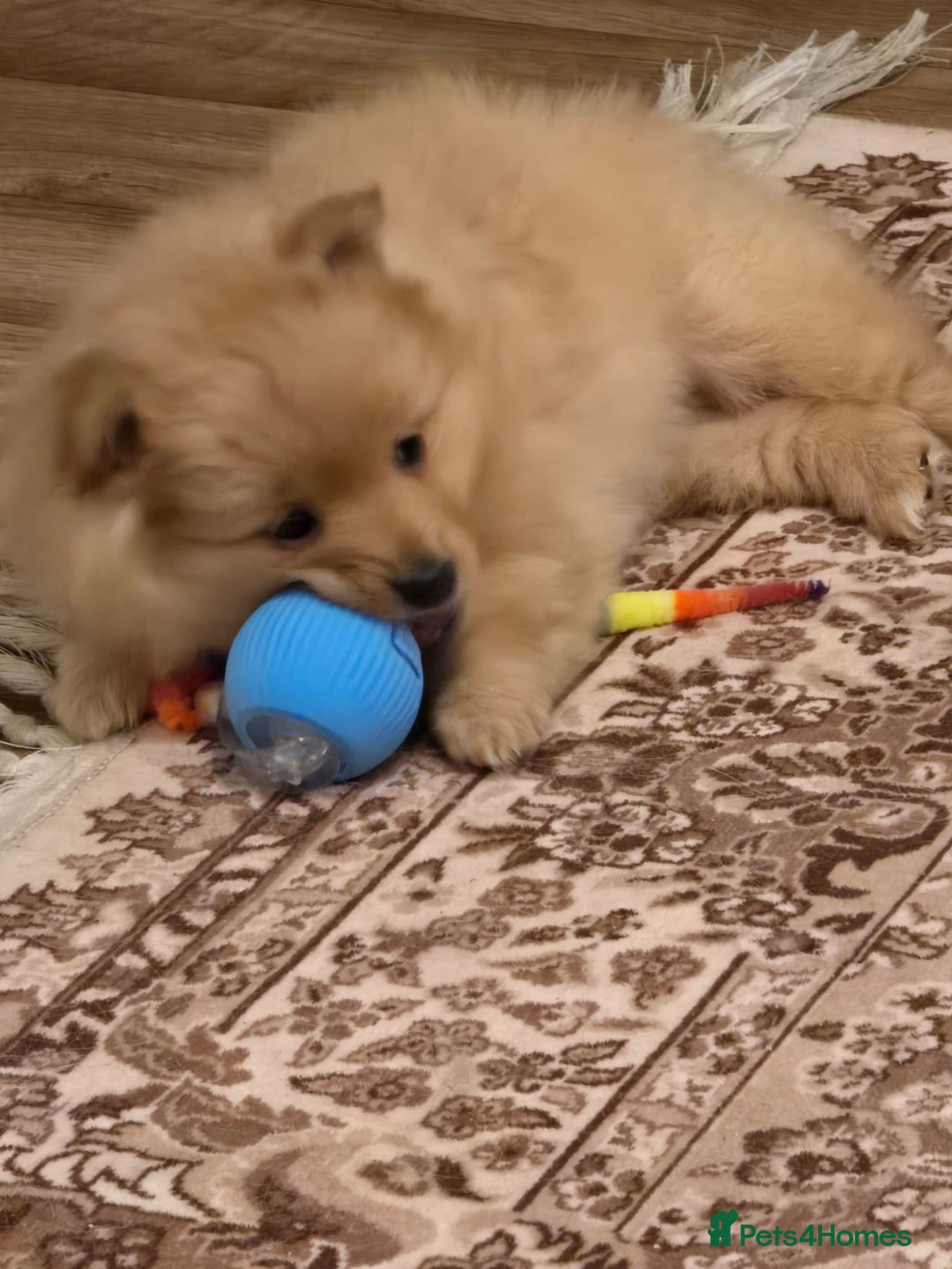 Pomeranian dogs for sale: 2 sweet little girl puppies - Advert 4