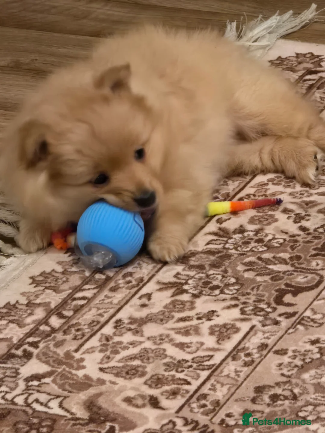 Pomeranian dogs for sale: Sold, sold 2 sweet little girl puppies - Advert 4