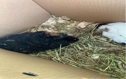 Guinea Pig rodents for sale: Male Guineapigs for sale  - Image 8