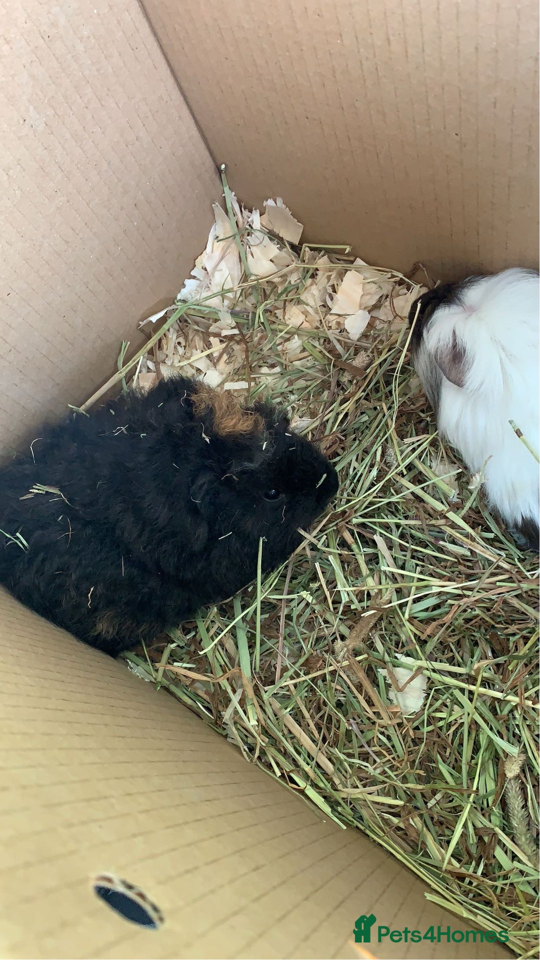 Guinea Pig rodents for sale: Male Guineapigs for sale  - Image 8