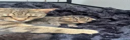 Mixed Breed cats for sale: 2 kittens left  in Bolton - Advert 14