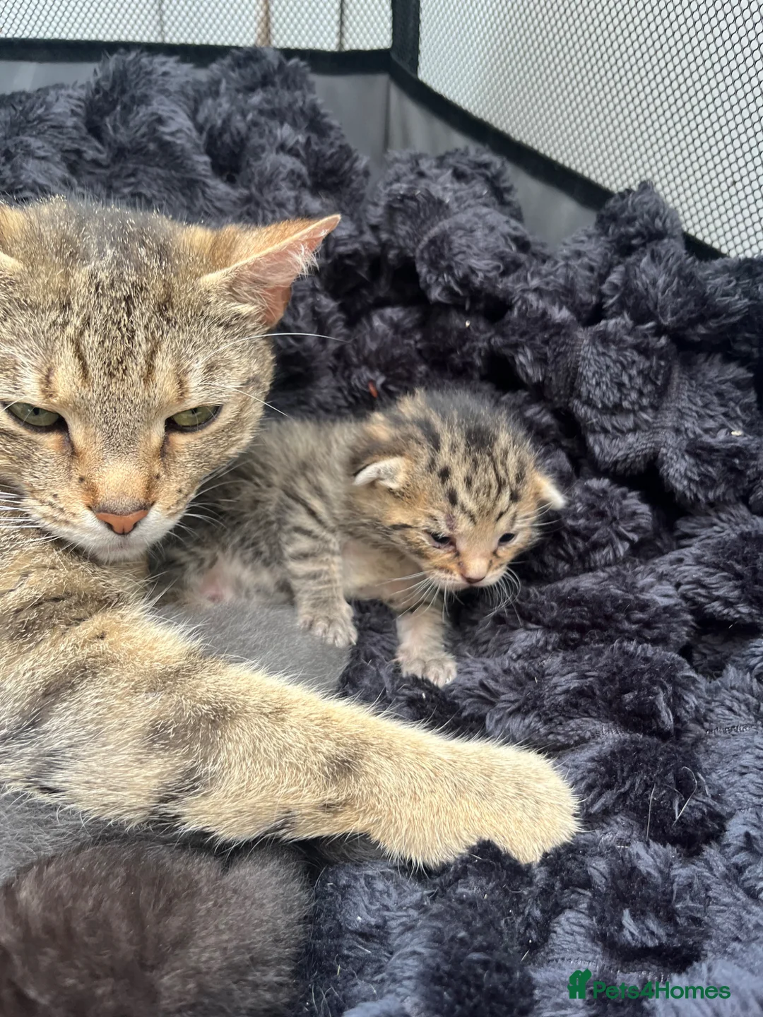 Mixed Breed cats for sale: 2 kittens left  in Bolton - Advert 14