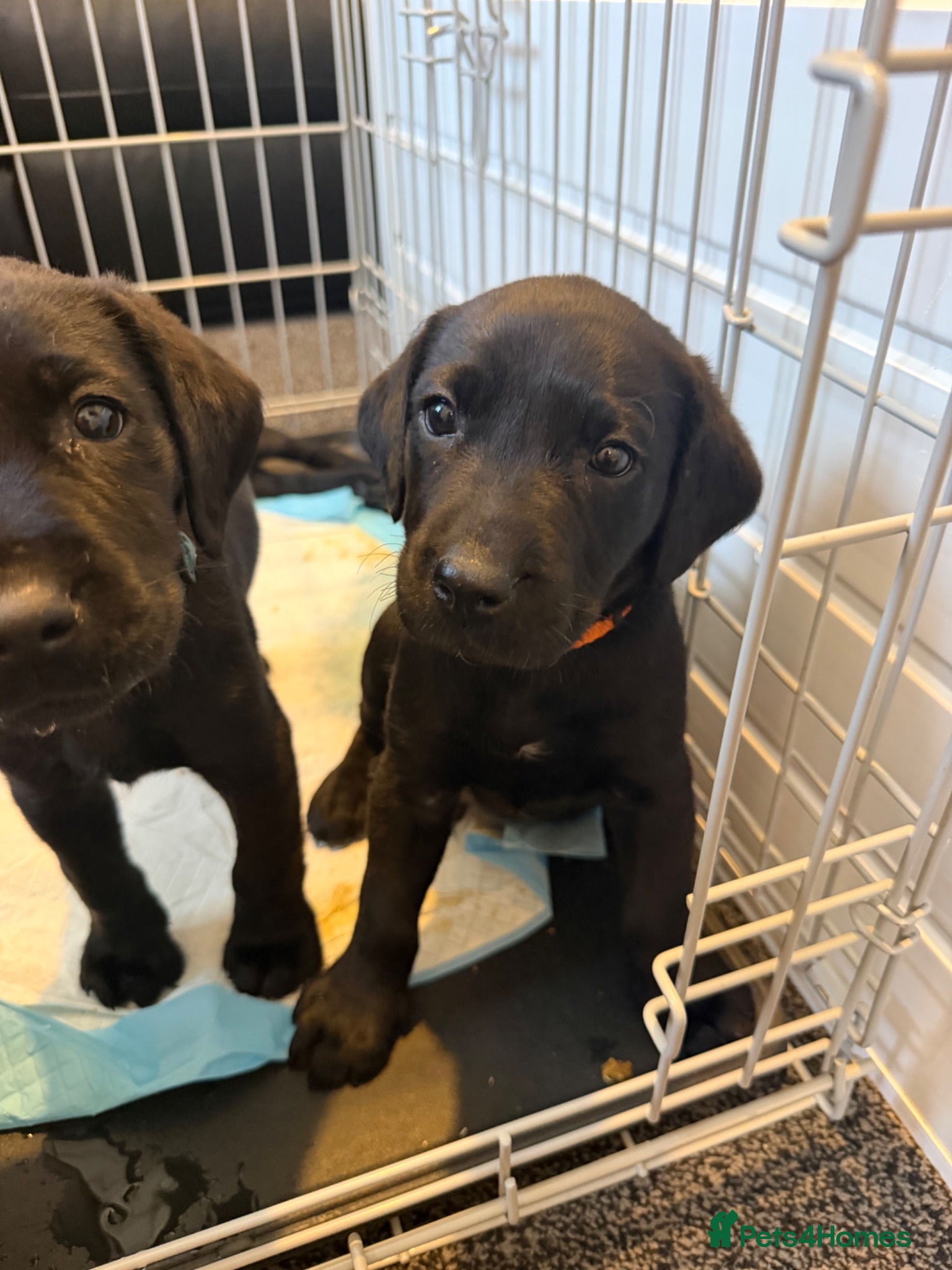 Labrador Retriever dogs Pedigree Black Labrador pups 3 boys and 1  girl - Advert 1