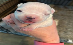 Mixed Breed dogs for sale: French bulldog x American bulldog  - Image 3