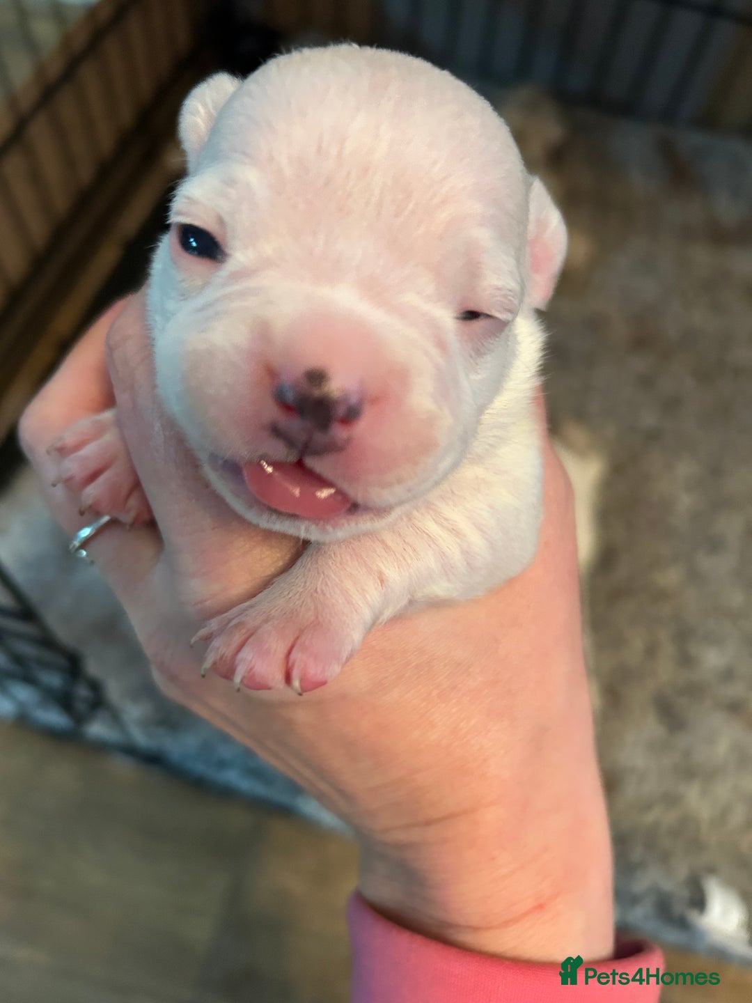 Mixed Breed dogs for sale: French bulldog x American bulldog  - Image 3