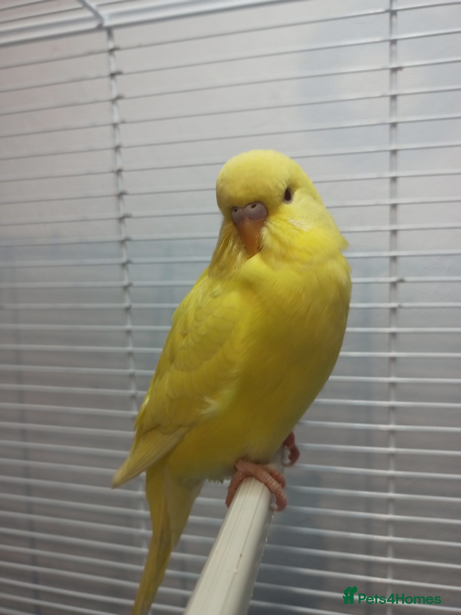Budgerigars birds Superb home bred beautifully coloured baby budgies - Advert 2