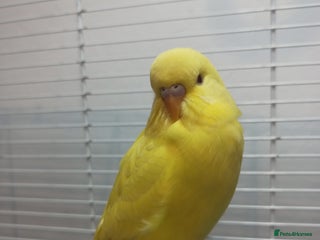 Budgerigars birds Superb home bred beautifully coloured baby budgies - Advert 2