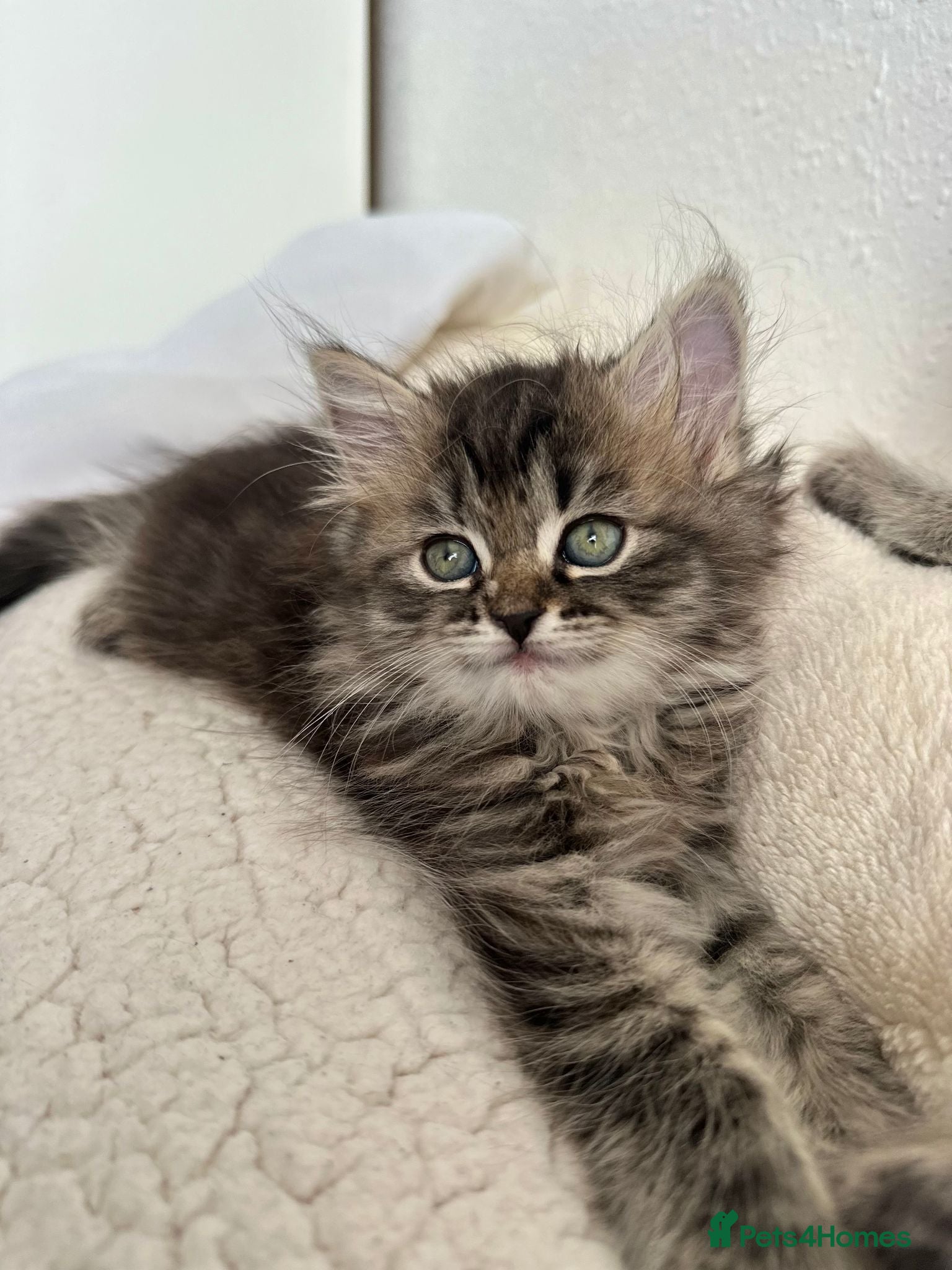 Siberian cats Beautiful Siberian Kittens - Advert 1
