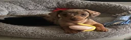 Miniature Dachshund dogs for stud: 🔥Miniature Dachshund🔥KC registered🔥Proven Stud - Advert 7