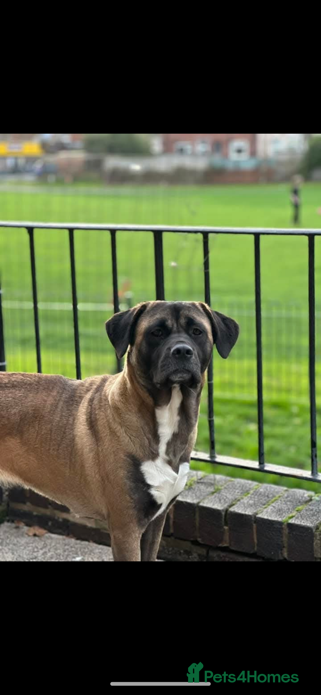 Mixed Breed dogs for sale: Cane corso/akita - Image 1