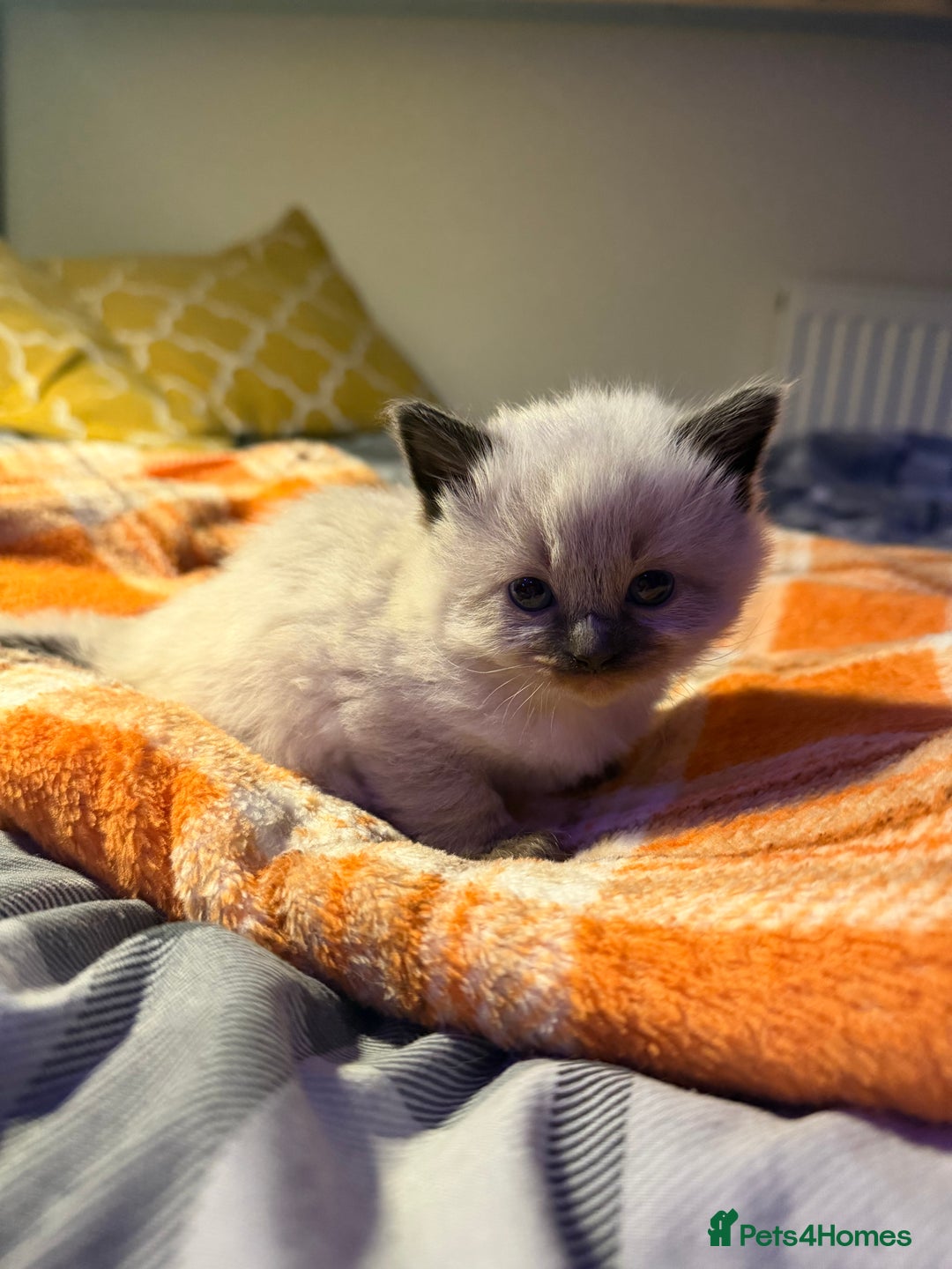 Ragdoll cats for sale: Purebred Ragdoll kitten (wobbly cat syndrome) - Advert 4