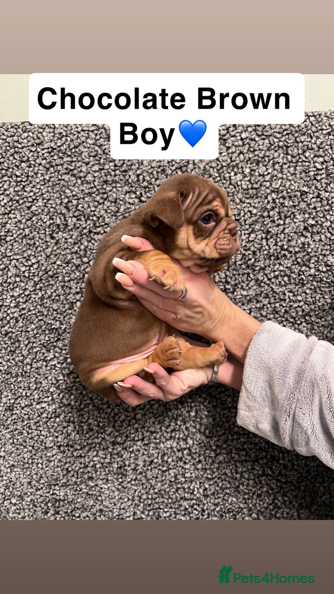 English Bulldog dogs for sale: English Bulldogs Ready For New homes!  - Advert 6