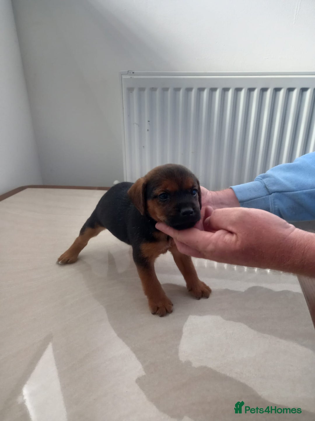 Mixed Breed dogs for sale: Patterdale x border terrier  - Image 8
