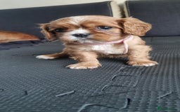 Cavalier King Charles Spaniel dogs for sale: Cavaliers King Charles spaniels - Image 24