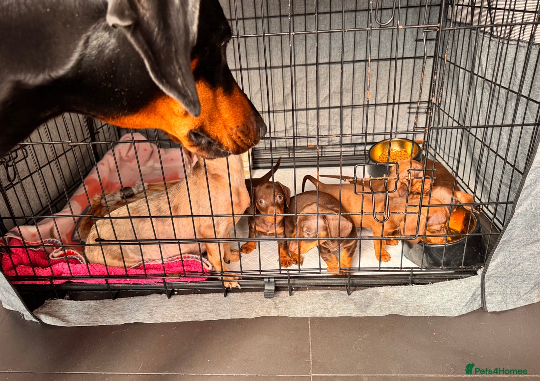 Miniature Dachshund dogs for sale: BEAUTIFUL MINI DACHSHUND PUPPIES  - Image 12