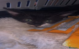 Mixed Breed cats for sale: 8 Week Old Kittens - Image 3