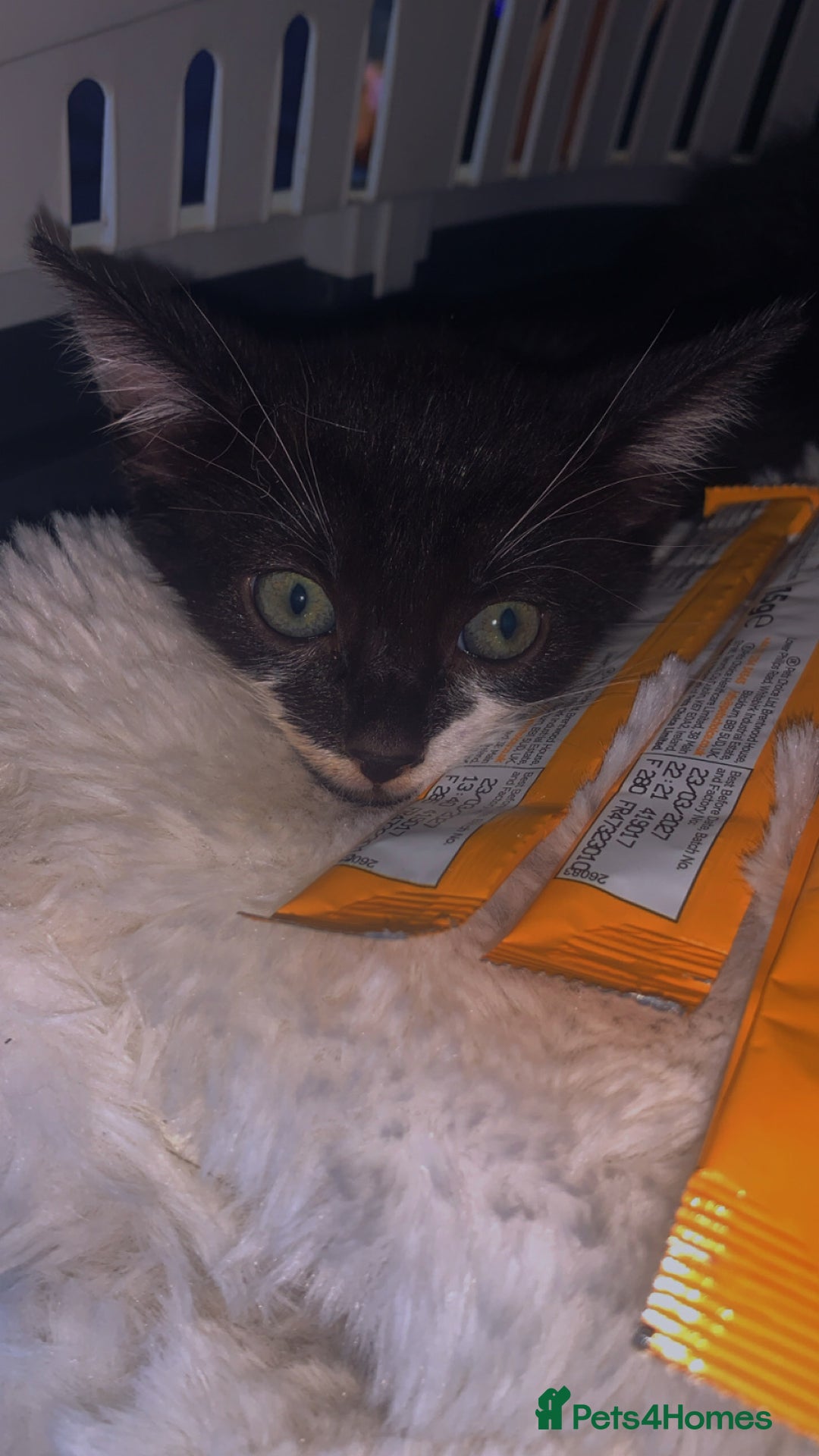Mixed Breed cats for sale: 8 Week Old Kittens - Image 3