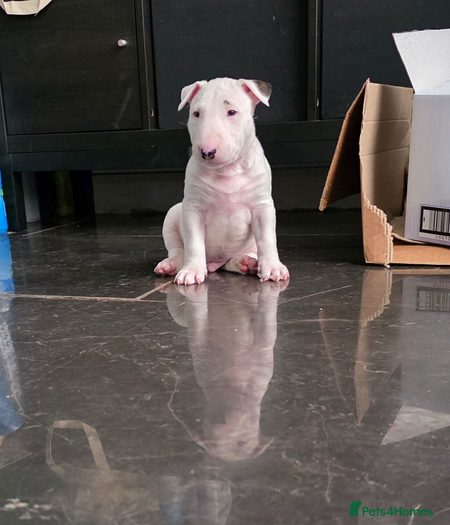 English Bull Terrier dogs Last boy KC English bullterrier puppies available  - Advert 2