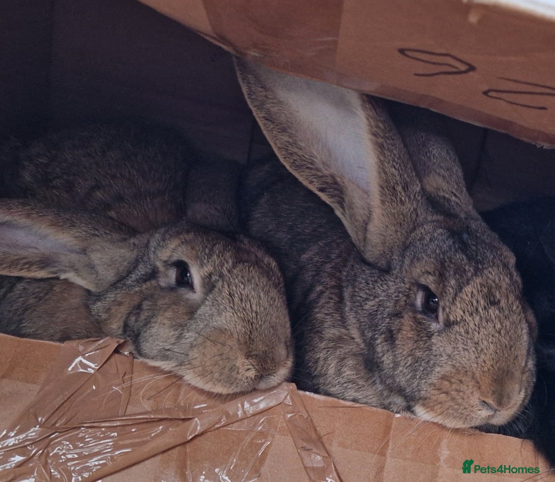 Continental Giant rabbits for sale: Continental Giants  - Advert 2