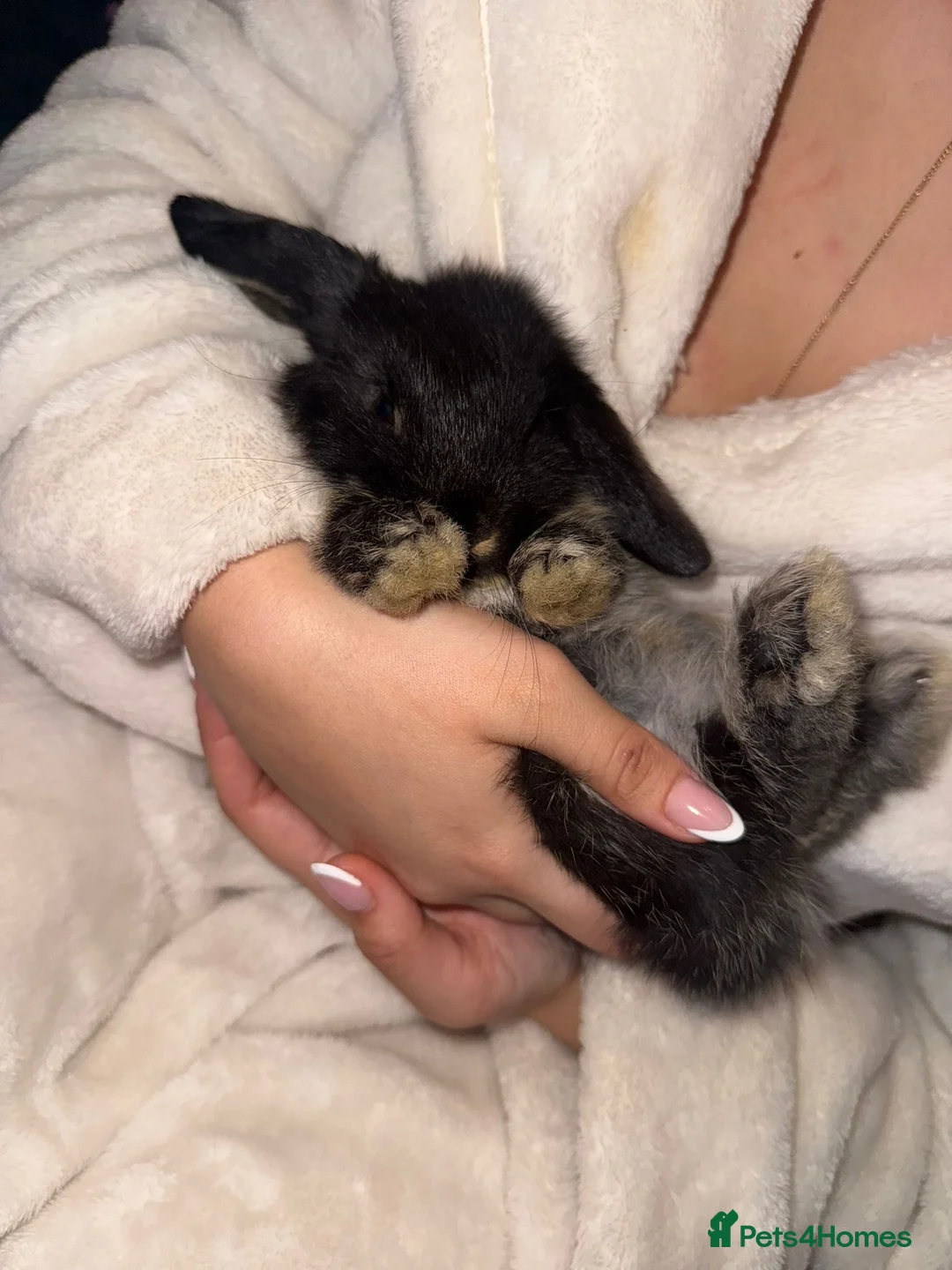 Mini Lop rabbits for sale: Gorgeous mini lop baby rabbits  - Advert 9