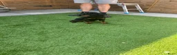 Cocker Spaniel dogs for sale: Black and Tan cocker spaniel girl  - Advert 4